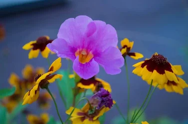 $Flowers.webp