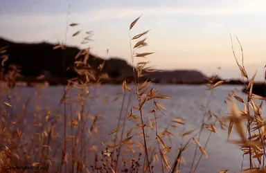 $Day 210 - Reeds and Piran.webp