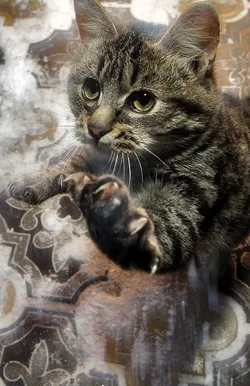$1007-Pet-portrait-give me five.webp