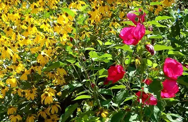 $Flowers1.webp