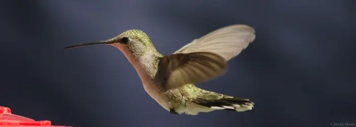 $Hummers (1 of 6).webp $Hummers (1 of 6).webp