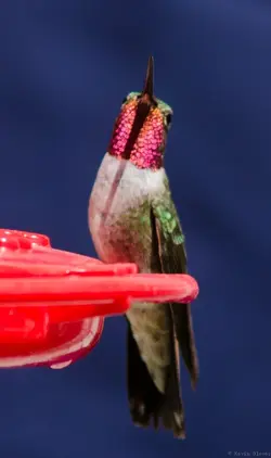 $Hummers (6 of 6).webp $Hummers (6 of 6).webp