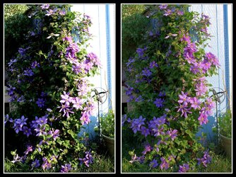 $HDR Clematis Example 1200p.jpg