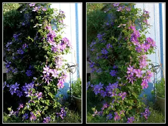 $HDR Clematis Example 1200p.webp