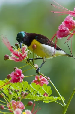 $Y-birds_01.webp