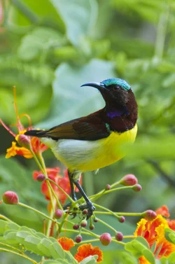 $Y-birds_10.webp