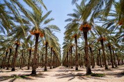 $date Palm Trees - Down the middle landscape.jpg