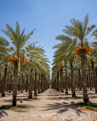 $Date Palm Trees - down the middle.jpg