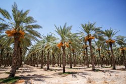 $Date Palm Trees - leading to the right.jpg
