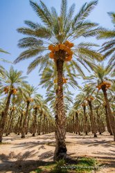 $Date Palm Trees - row in the middle.jpg