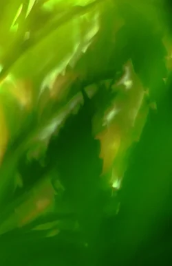 .webp