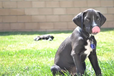 $puppies.webp $puppies.webp