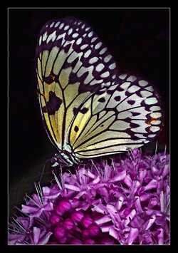 $White-Yellow-Butterfly.jpg