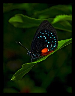 $Bfly-Black---Blue-&-Orange-Spots-b.jpg