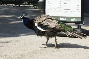 $peacock.jpg $peacock.jpg