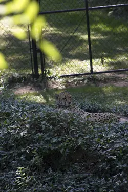$Cheetah full.webp