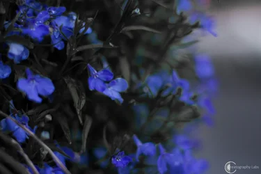 $IMG_0425.webp