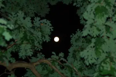 $MoonThroughTree.jpg $MoonThroughTree.jpg