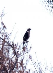 $Coopers Hawk perched.JPG