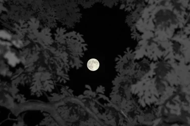 $MoonThroughTree2.webp