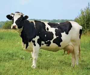 $Cow 2.webp