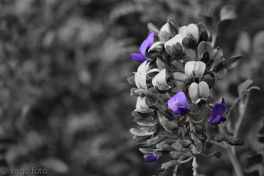 $selectiveflower.webp