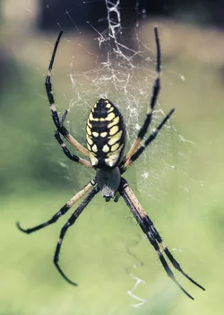 $Spider4.webp $Spider4.webp