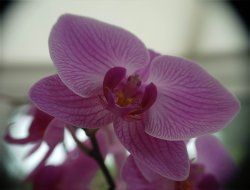 $orchid1.jpg