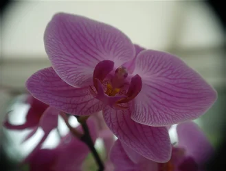 $orchid1.webp