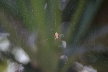 $Spider 01.webp