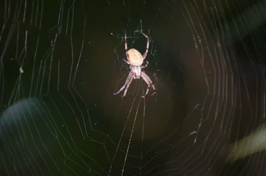 $Spider 02.webp