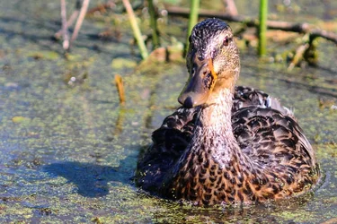 $quack.webp