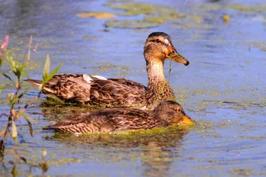 $Duck.webp