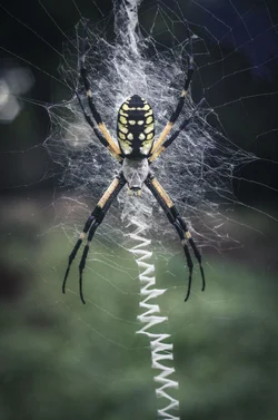 $Spider2.webp $Spider2.webp