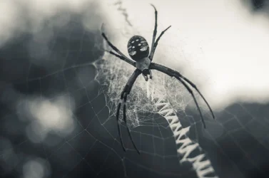 $Spider4.webp $Spider4.webp