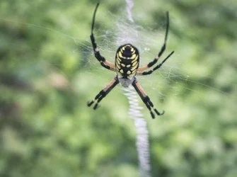 $Spider6.webp $Spider6.webp