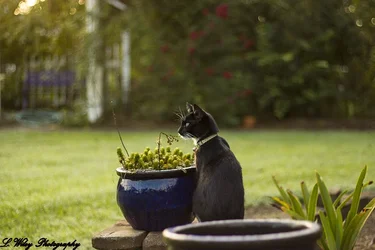$FloralCat(fb).webp $FloralCat(fb).webp