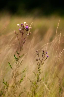 $IMG_2275-edit.webp