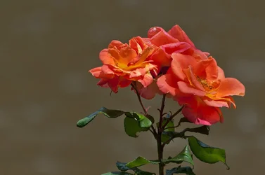 $ooty_fl_26.webp $ooty_fl_26.webp