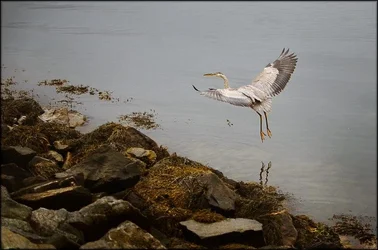 $heron.webp $heron.webp