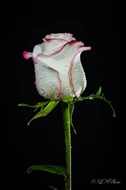 $Rose-1 resized.webp