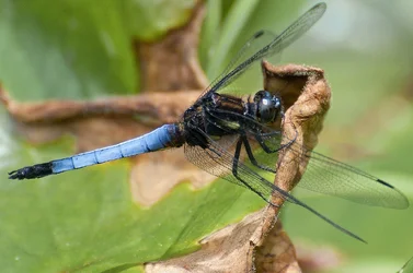 $ooty_insect_10.webp