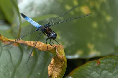 $ooty_insect_05.webp