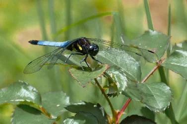 $ooty_insect_08.webp