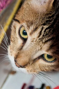 $Dieren_3.webp