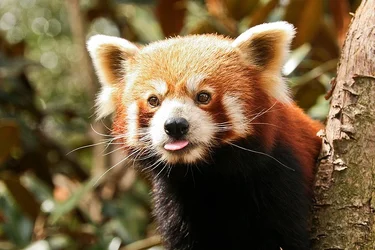 $Dieren_6.webp