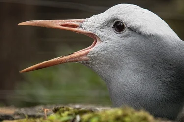 $Dieren_8.webp