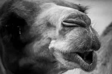 $Dieren_9.webp