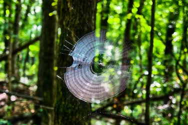 $7232d1377978615-spider-web-dsc00290_hdr.webp