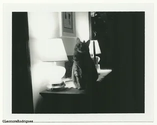 $Day 144 - Mrs Parker B&W 2.webp